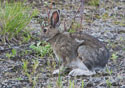 Lepus arcticus